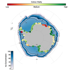 Penguin Colony Plot